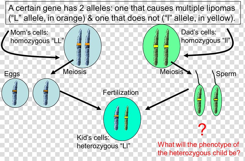 Allele Dominance Heterozygote advantage Cell Genetics, Cornell Notes transparent background PNG clipart