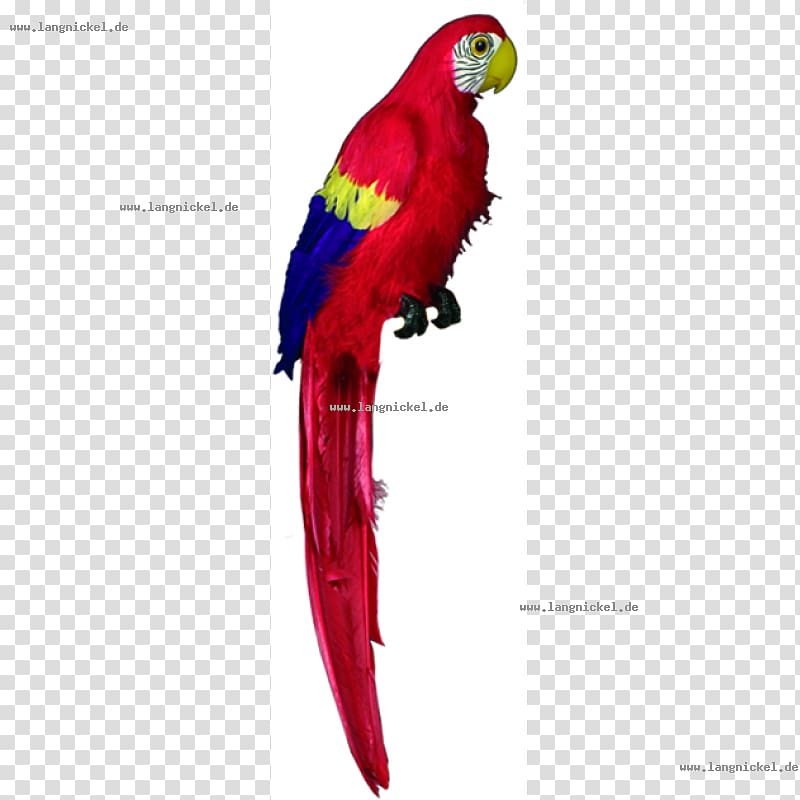 Macaw Loriini Parrot Parakeet Beak, parrot transparent background PNG clipart