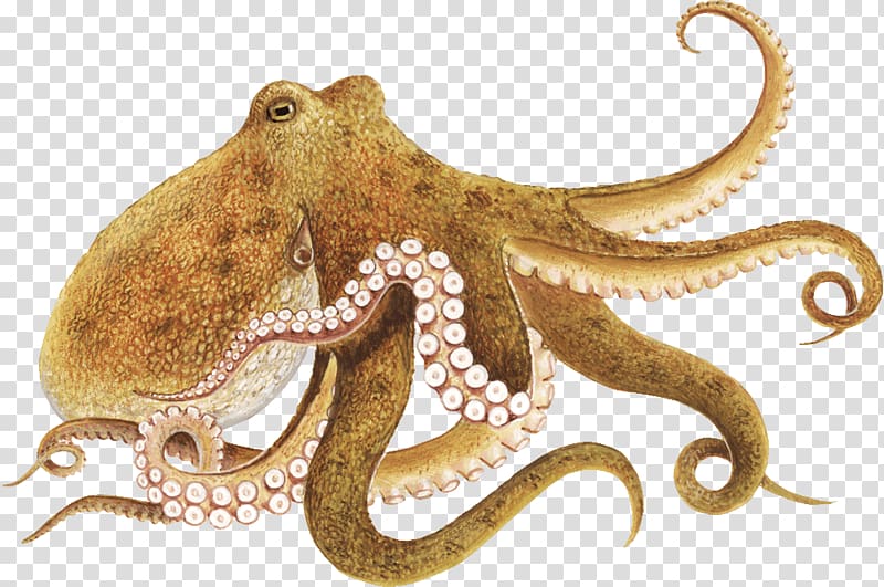 Enteroctopus dofleini Other Minds: The Octopus and the Evolution of Intelligent Life , others transparent background PNG clipart