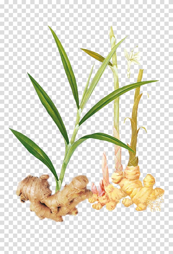 Ginger tea Vegetable, Chinese medicine ginger transparent background PNG clipart