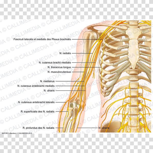 Thorax Bone Nerve Rib Arm, arm transparent background PNG clipart
