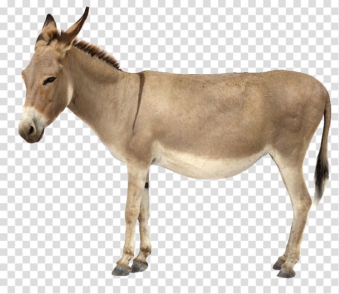 Hinny Mule , Donkey transparent background PNG clipart