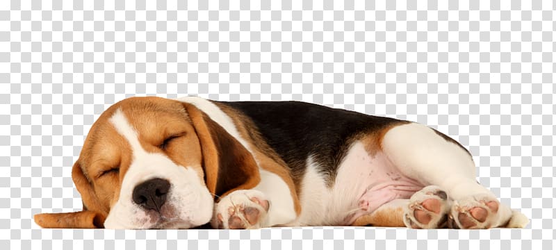 Beagle Puppy Sleep Cat Pet, beagle transparent background PNG clipart
