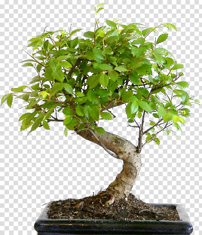 Bonsai styles Tree Sageretia theezans Flowerpot, tree transparent background PNG clipart