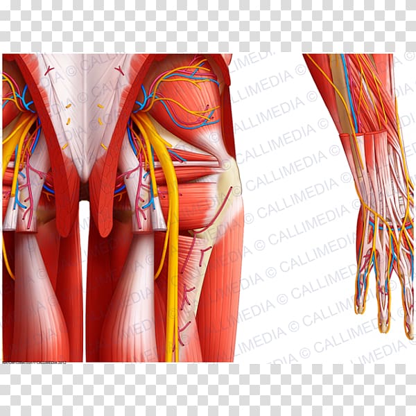 Muscles of the hip Nerve Buttocks, others transparent background PNG clipart