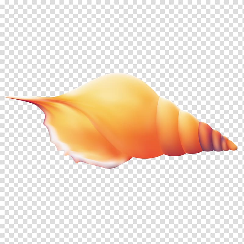 Conch Seashell, Exquisite conch transparent background PNG clipart