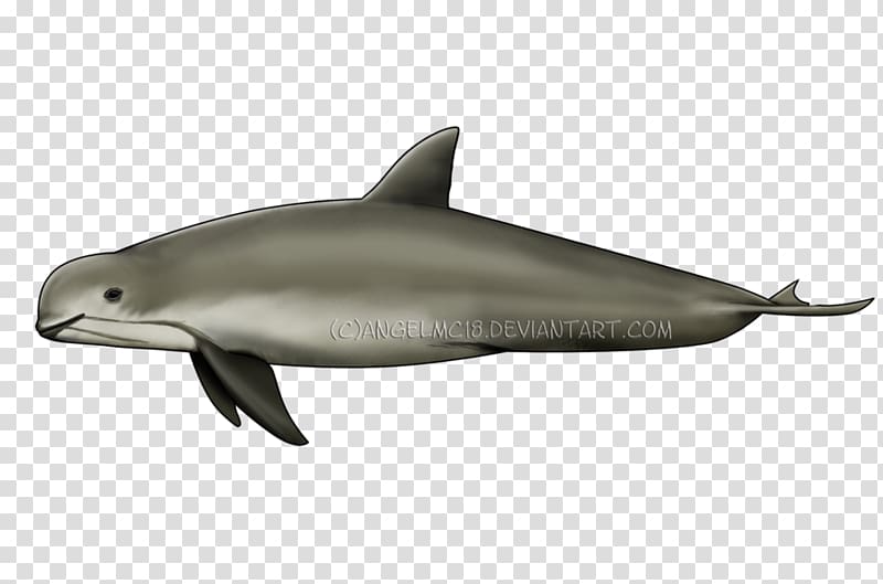 Spinner dolphin Common bottlenose dolphin Short-beaked common dolphin Striped dolphin Rough-toothed dolphin, dolphin transparent background PNG clipart