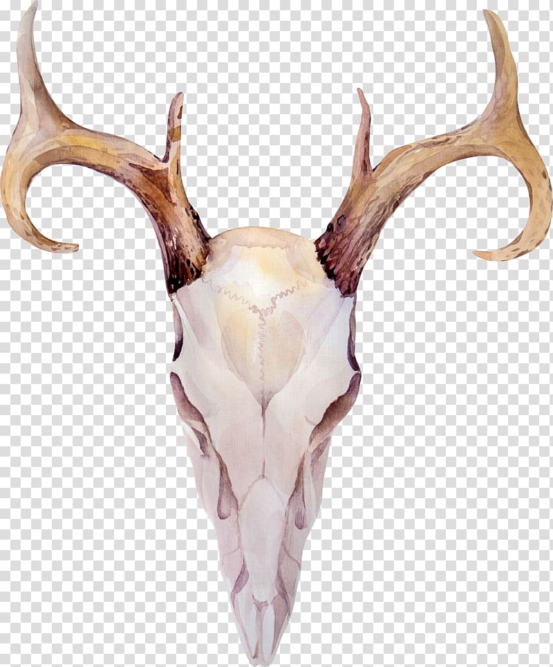 Deer Elk Antler Horn, deer transparent background PNG clipart