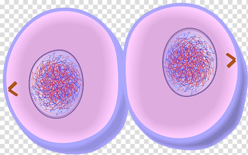 Mitosis Cytokinesis Cell division Telophase Prometaphase, others transparent background PNG clipart