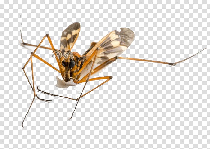 Mosquito Insect, Flying animal transparent background PNG clipart