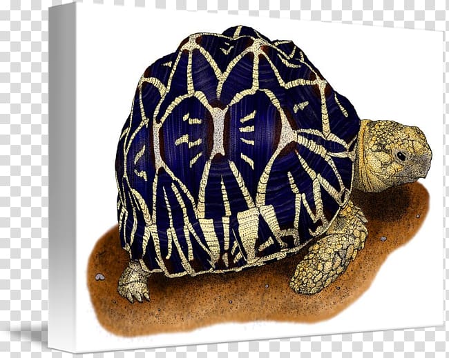 Box turtle Indian star tortoise Reptile, tortoide transparent background PNG clipart