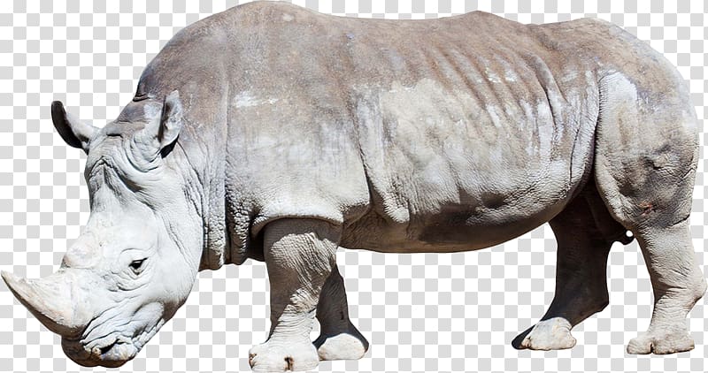 Rhinoceros Horse Ceratomorpha South American tapir , Rhino transparent background PNG clipart