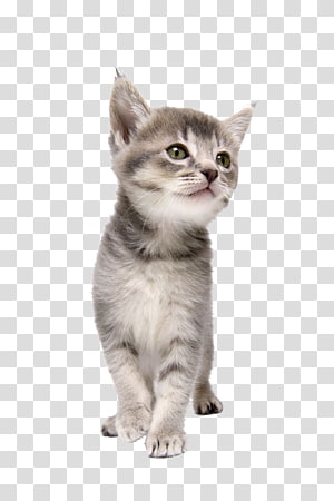 Page 26, Cat transparent background PNG cliparts free download