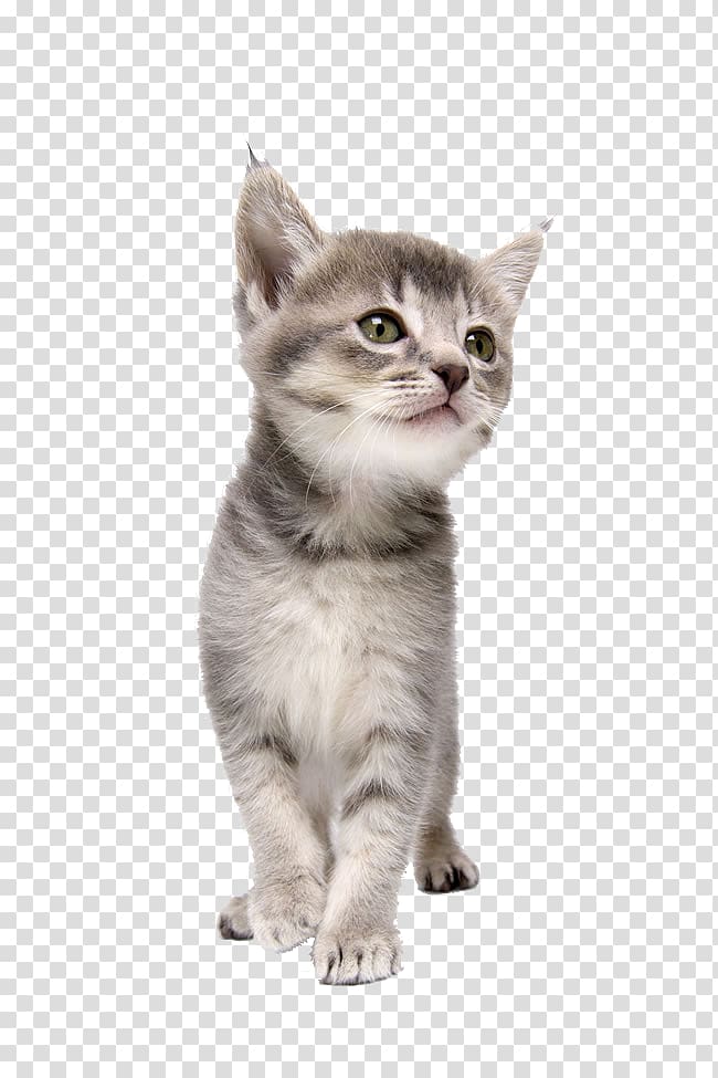 gray and white kitten illustration, Cat CorelDRAW Dog Kitten Pet, A kitten transparent background PNG clipart