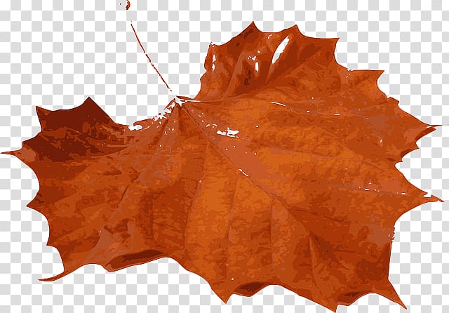 Autumn leaf color Maple leaf , autumn transparent background PNG clipart