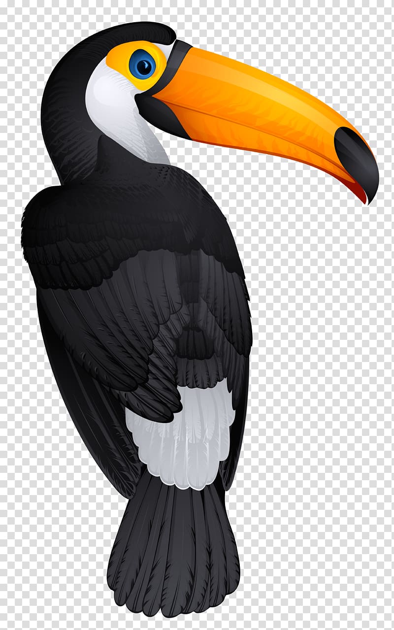 black and orange bird , Bird Toucan Hornbill , Toucan transparent background PNG clipart