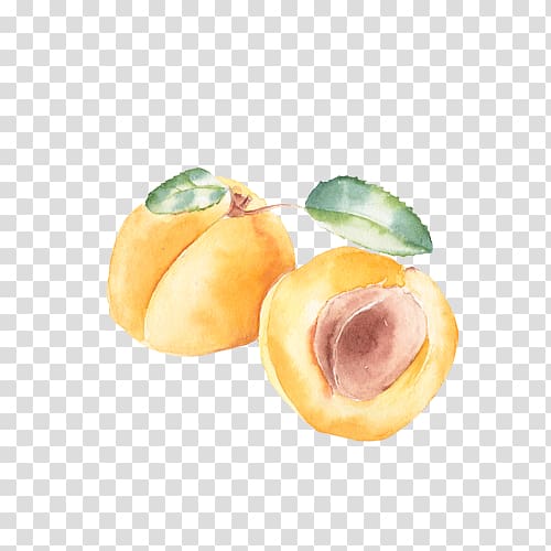 Peach Apricot Fruit, Apricots transparent background PNG clipart