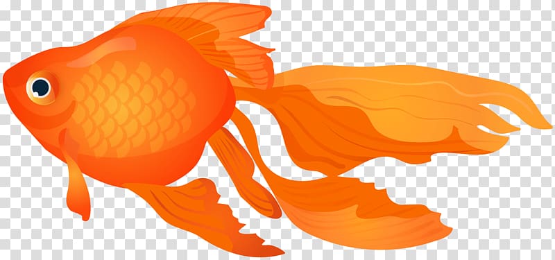 Goldfish Aquarium Drawing , goldfish transparent background PNG clipart