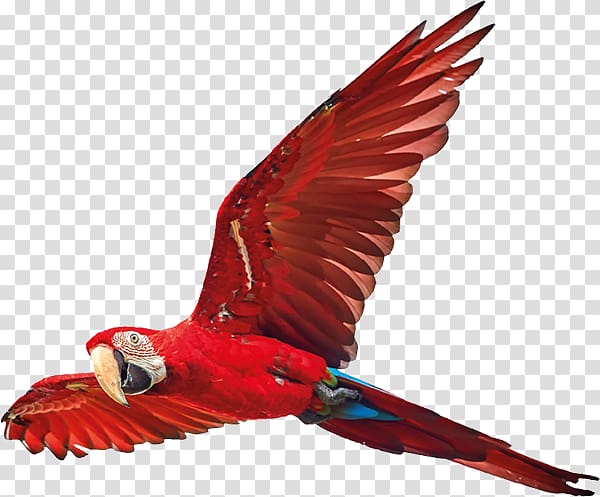 Scarlet macaw Bird Feather True parrot, Bird transparent background PNG clipart