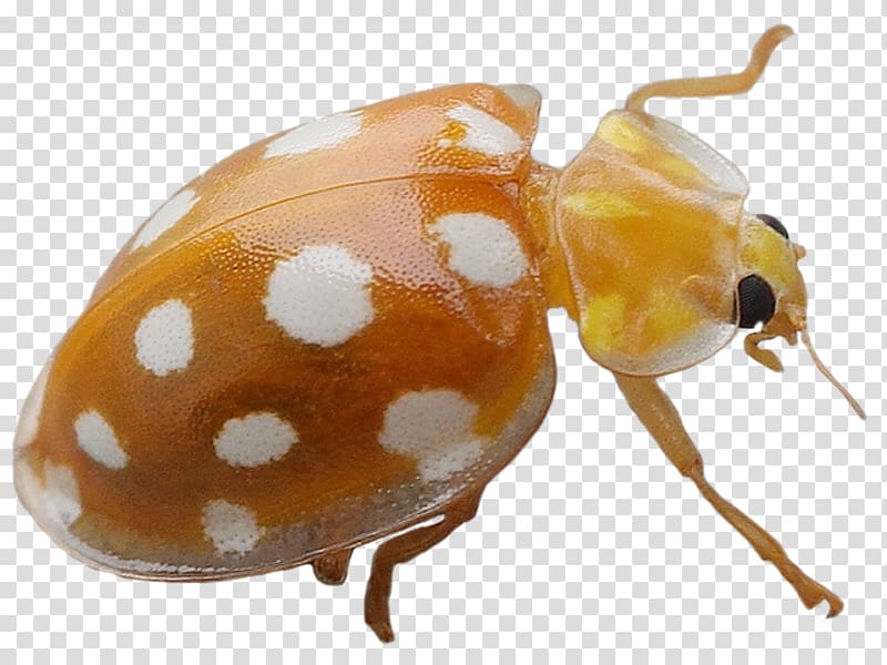 Weevil Beetle Ladybird, beetle transparent background PNG clipart