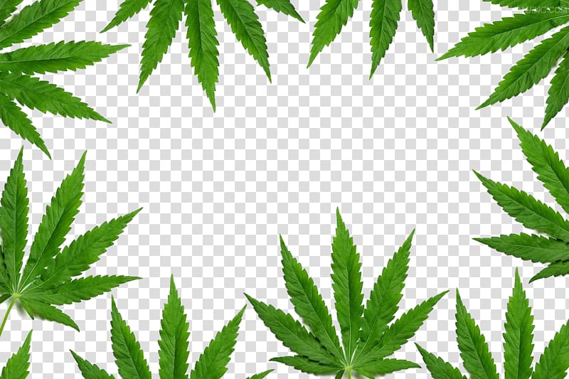 marijuana leaf border transparent background PNG clipart