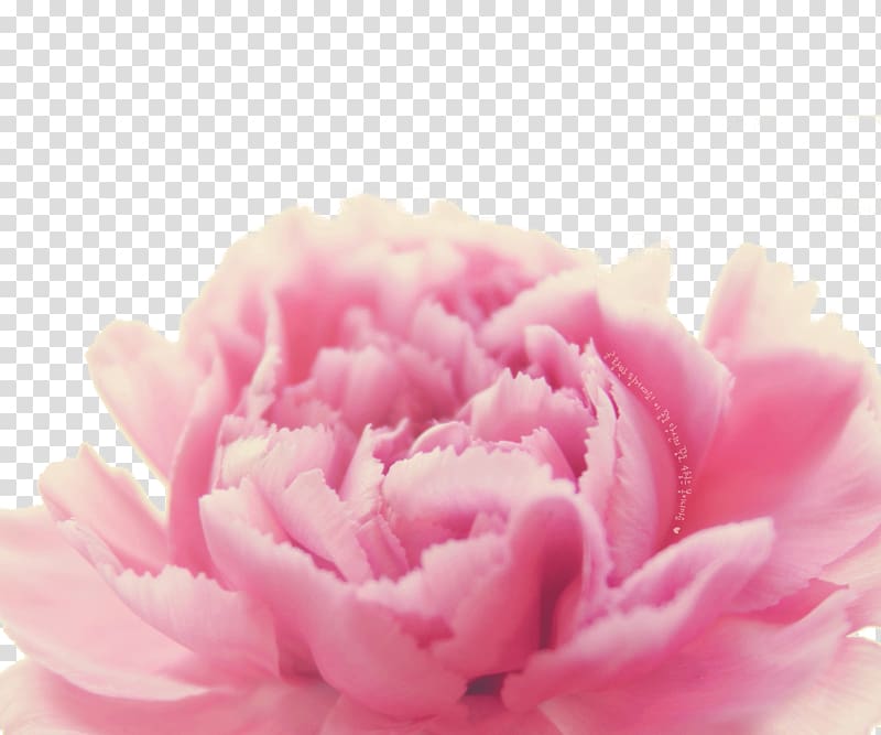 Centifolia roses Petal Carnation Close-up Peony, plant transparent background PNG clipart