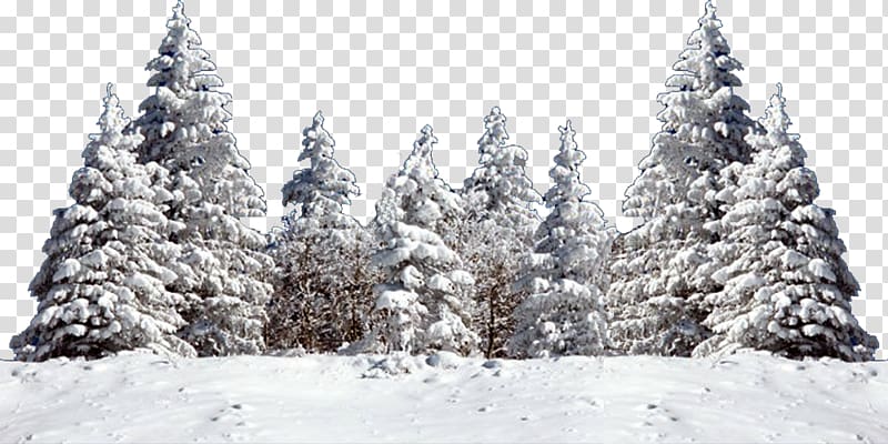 snow field, Christmas tree Snow Fir Spruce, snow tree transparent background PNG clipart