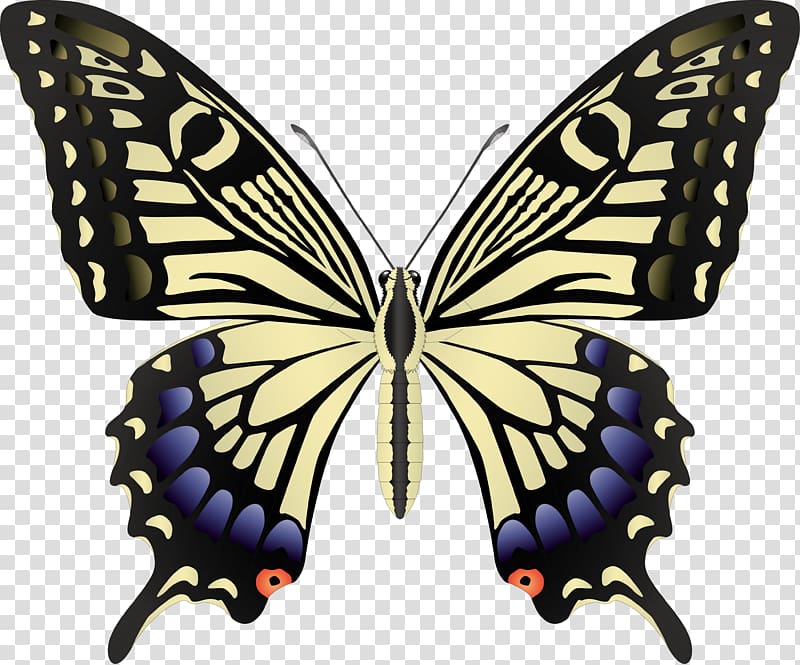 Butterfly Black swallowtail Insect, butterflies transparent background PNG clipart