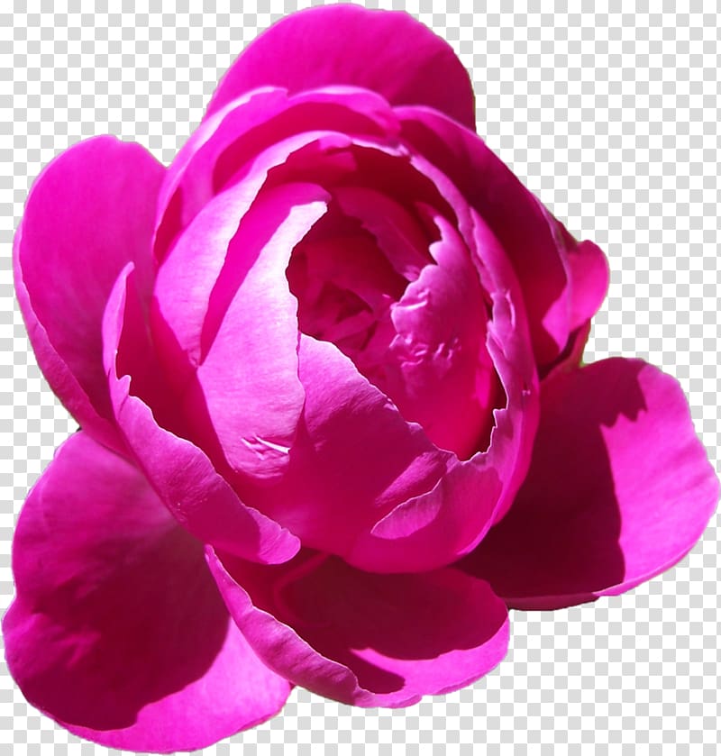Peony , Peonies Free transparent background PNG clipart
