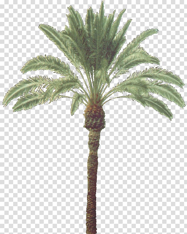 Asian palmyra palm Arecaceae Trachycarpus fortunei Coconut Plant, coconut transparent background PNG clipart