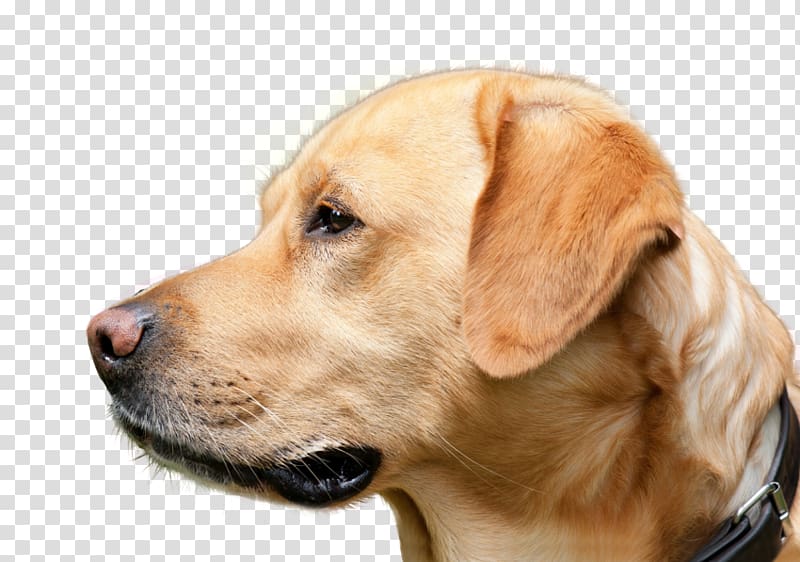 Labrador Retriever Golden Retriever Dog breed Broholmer, golden retriever transparent background PNG clipart