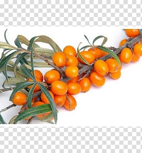 Juice Seaberry Shrub, sea buckthorn transparent background PNG clipart