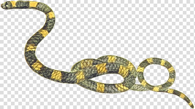 Snake Boa constrictor , snake transparent background PNG clipart