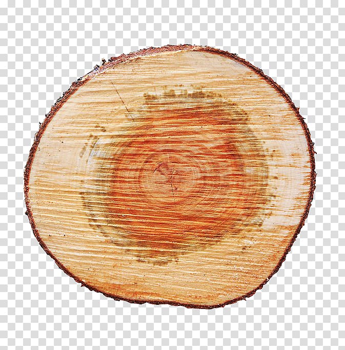 Tree Wood Fir, Tree transparent background PNG clipart
