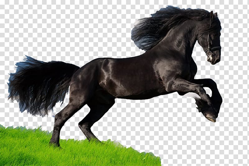 Mustang Thoroughbred American Quarter Horse Arabian horse American Paint Horse, Dark Horse transparent background PNG clipart