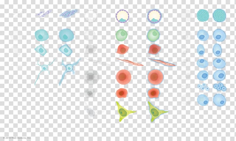 Embryonic stem cell Induced pluripotent stem cell Cellular differentiation Pluripotency, induced transparent background PNG clipart