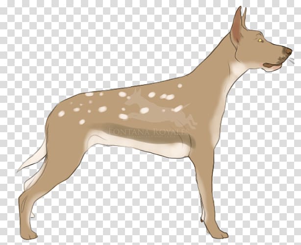 Ibizan Hound Dog breed Animal Carnivora Mammal, gazelle transparent background PNG clipart