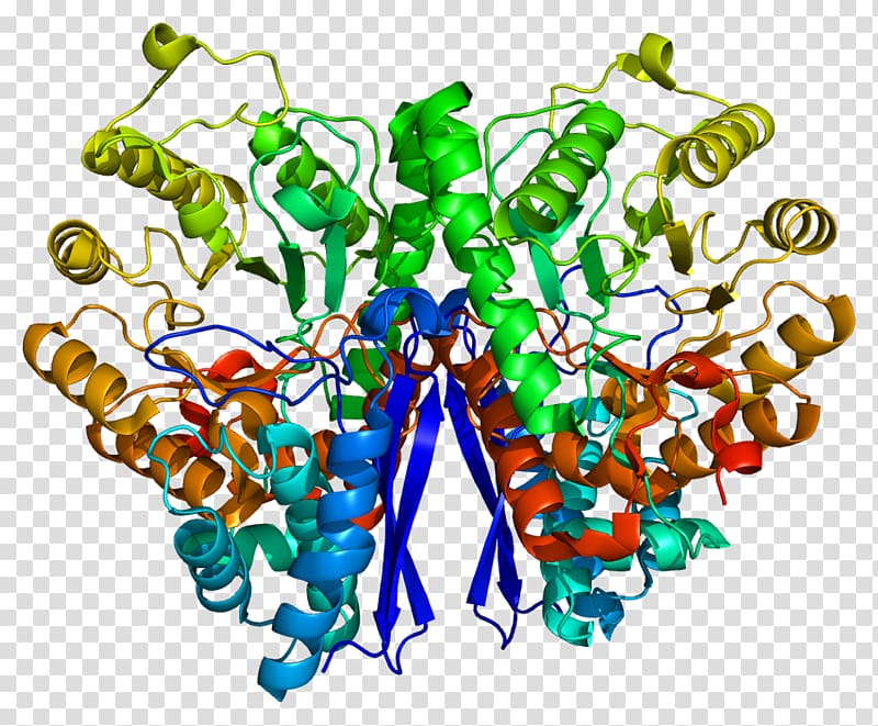 Enolase 2 Xanthine dehydrogenase Enzyme Protein, transparent background PNG clipart