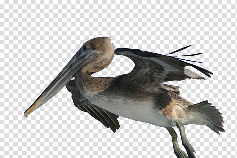 Brown pelican Bird Fishing Wiki, hook transparent background PNG clipart