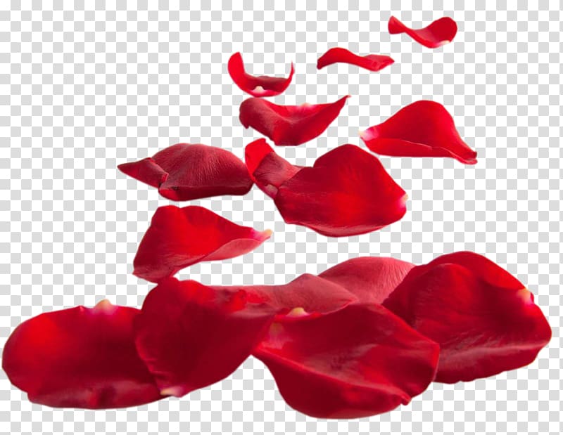 red petals, Petal Flower, Rose petals petal material transparent background PNG clipart