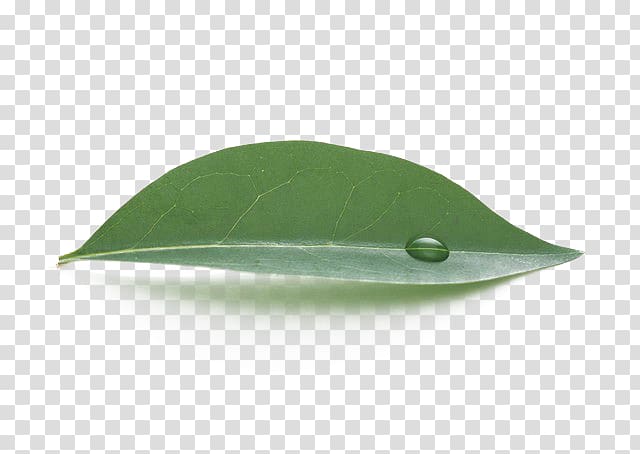 green leaf with water droplet, Leaf Green Water, Leaves transparent background PNG clipart