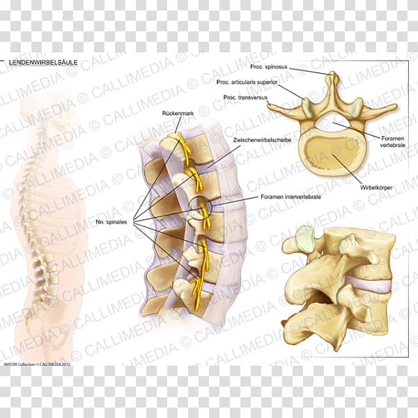 Lumbar vertebrae Vertebral column Anatomy Intervertebral disc, others transparent background PNG clipart