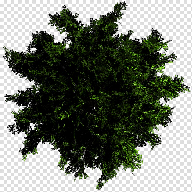 Gondomar, Portugal Texture mapping Tree Alpha mapping, eucalyptus transparent background PNG clipart