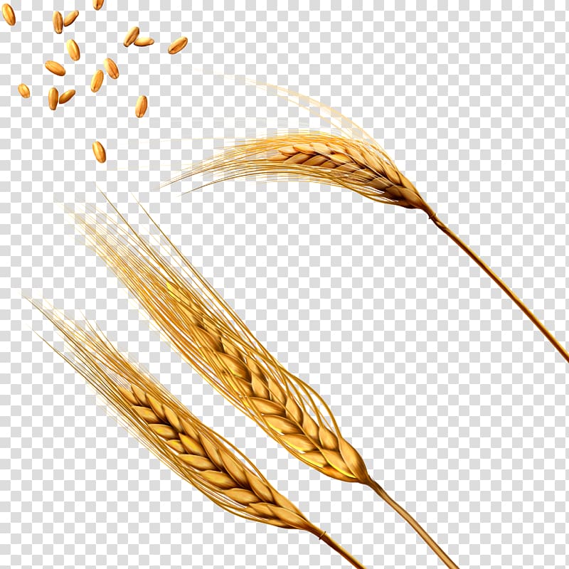 Wheat Barley Caryopsis Threshing, Wheat transparent background PNG clipart