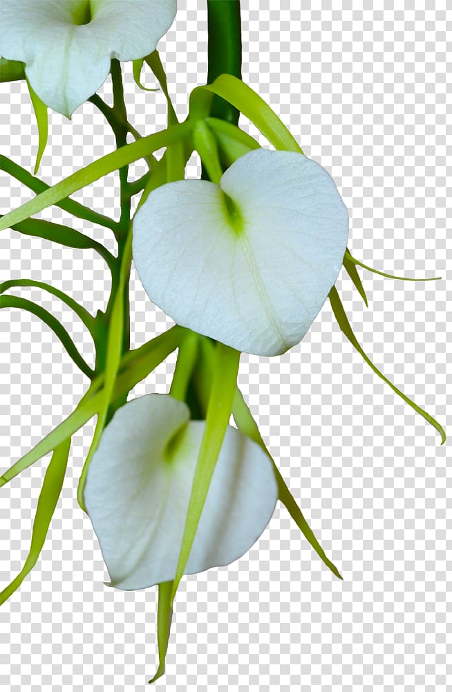 Petal Polyarteritis nodosa Cut flowers Plant stem, flower transparent background PNG clipart