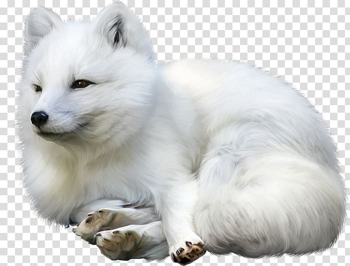 lying adult white fox, Arctic fox Gray wolf Idea Champagne, arctic fox transparent background PNG clipart