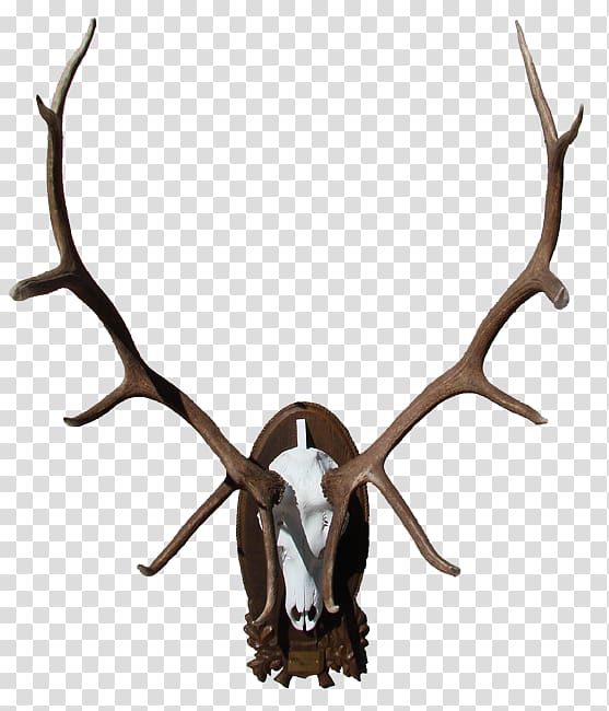 Elk Deer Moose Horn Antler, deer transparent background PNG clipart