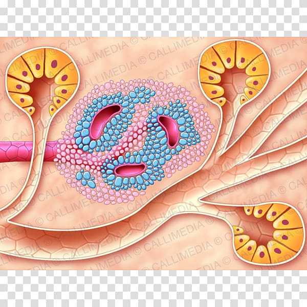 The Islets of Langerhans Pancreas Cell Endocrine system, polish transparent background PNG clipart