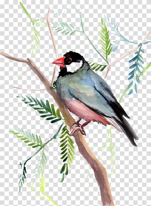 Bird Finch Cyan Sky Blue, Blue bird transparent background PNG clipart