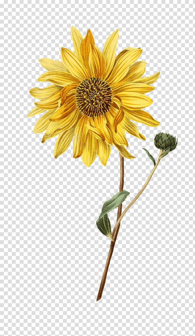 sunflower, Sunflower and Bud transparent background PNG clipart